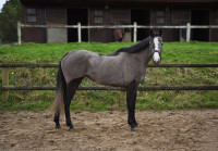 Vente de cheval : Terre est la